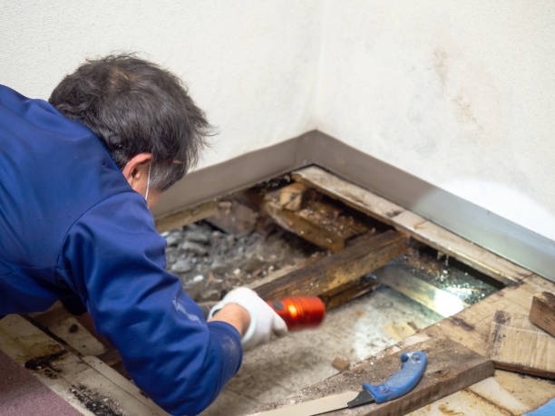 Best Mold Removal Near Me  in Spring Lake, NC