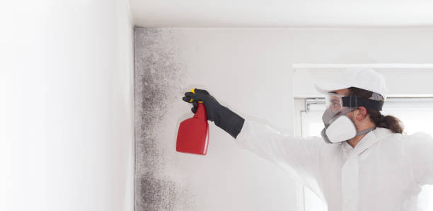 Home Mold Removal in Spring Lake, NC