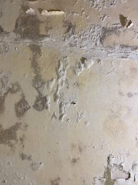 Trusted Spring Lake, NC Mold Removal Experts