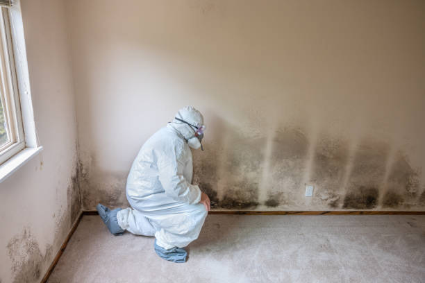 Best Home Mold Removal  in Spring Lake, NC
