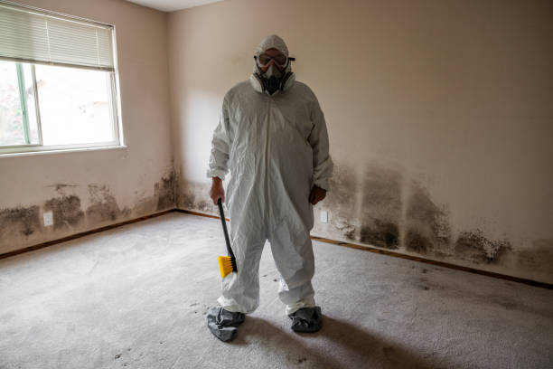 Best Commercial Mold Removal  in Spring Lake, NC